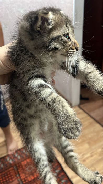 Отдам котенка в хорошые руки