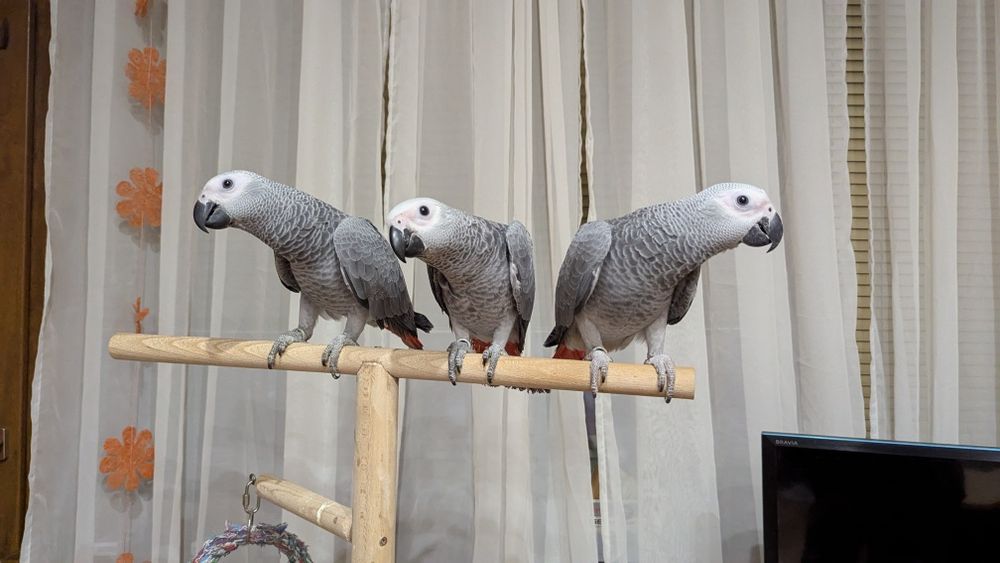 Папагали Кралско Жако