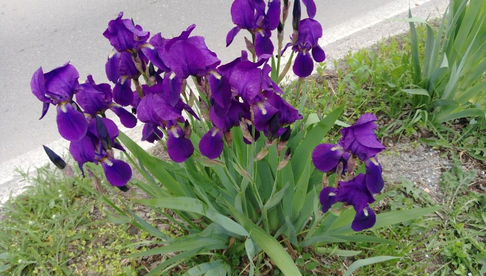 Продавам коренища на цветя Ирис – редки сортове
Цветове: бели, жълти,