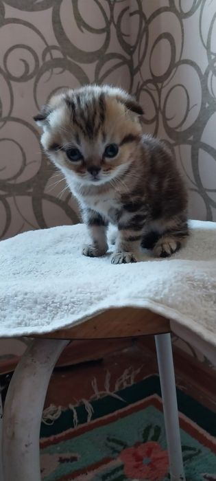 Продается котенок