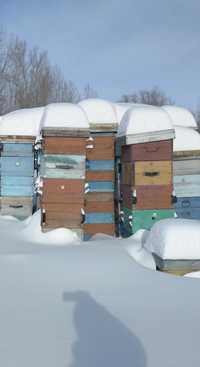 Улья улии пчелотара ульетара улики корпуса сушь рамки пчелорамки пчёлы