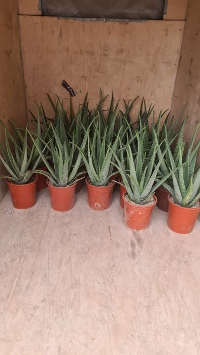 Aloe vera guli sotiladi.