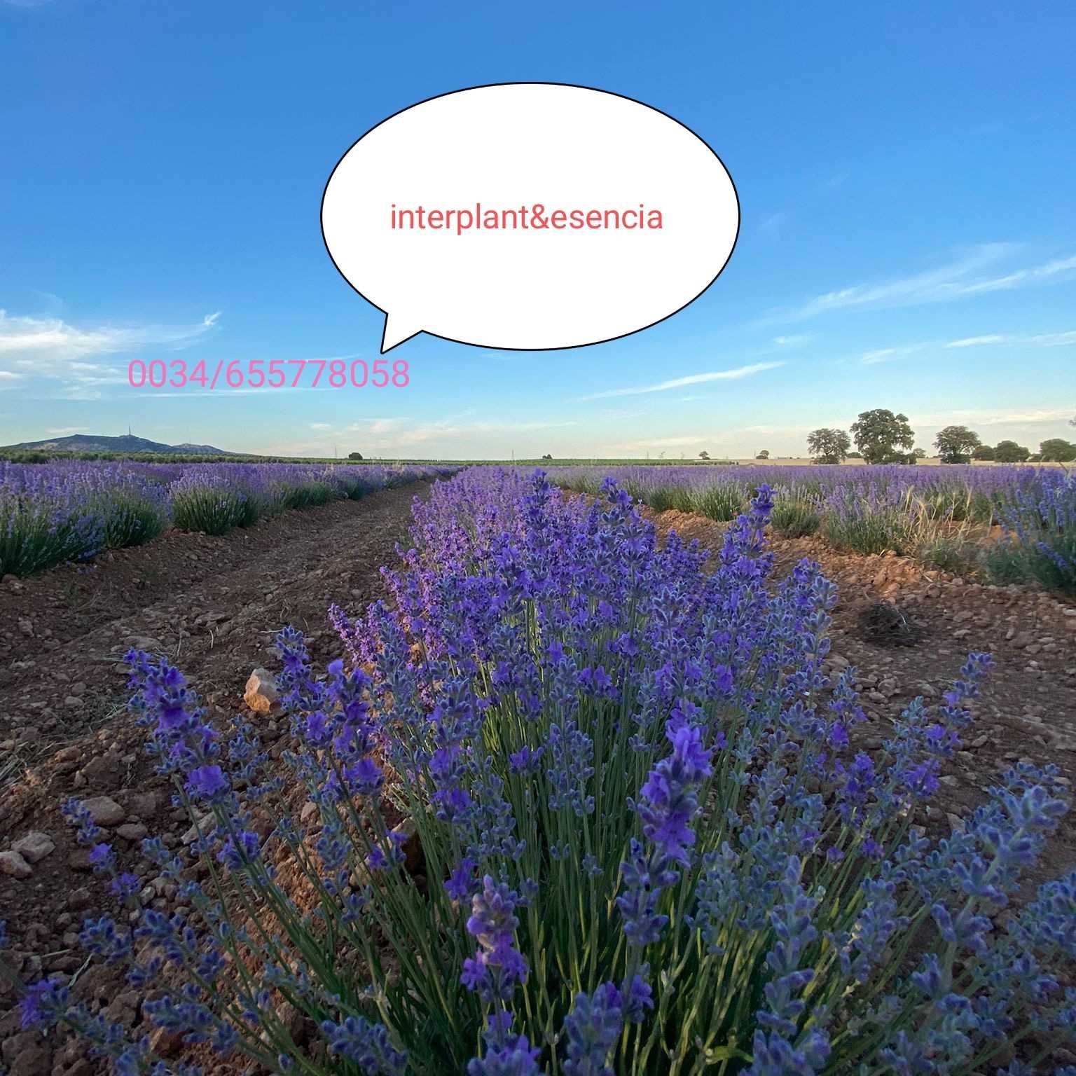 Butasi lavanda sevastopolis campania2024 -2025