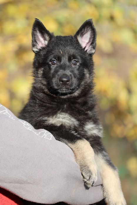 Ciobanesc German Linie de lucru spate drept Canisa autorizata