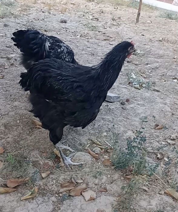 3ta Jersi yahshi zor boqilgan