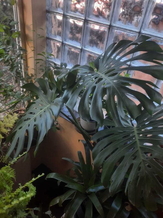 Vând Monstera deliciosa în Timișoara