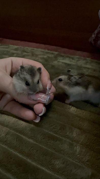 милые джунгарские хомяки