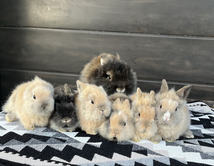 Iepuri rasa Cap de leu