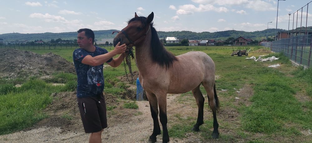 Vând mânz de un an și 5 luni
