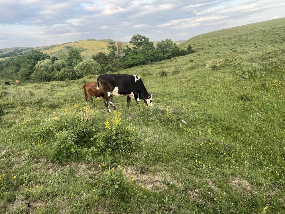 Vand juninca prasita din taur de angus