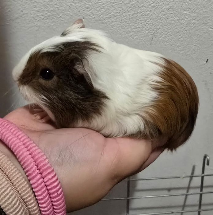 Porcusori de guineea