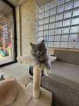 Pui british shorthair