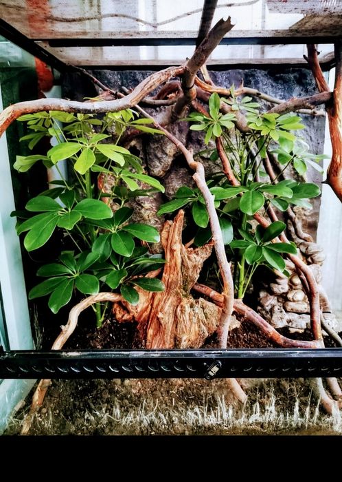 Vând terariu exo terra