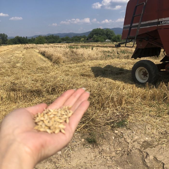 Orz de toamna umiditate mica