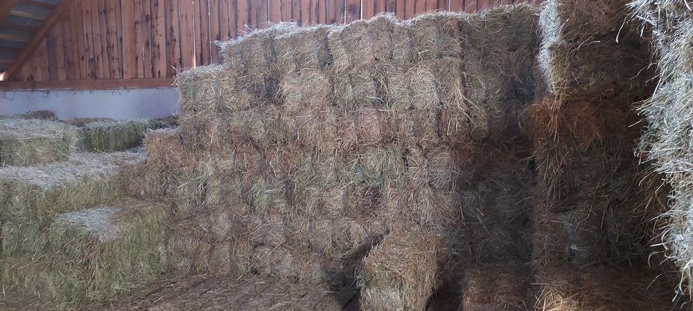 De vânzare baloți de fân, lucernă! Dreptunghiular, Rotund!