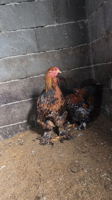 Vand, sau schimb Cocoși Brahma de 5 luni