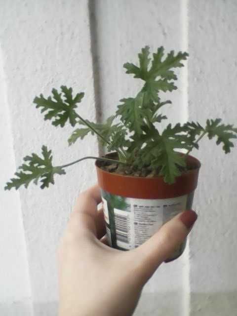 Продавам индрише