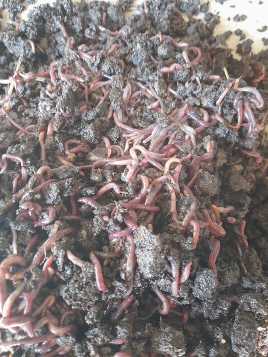 Продаются калифорнийские черви.