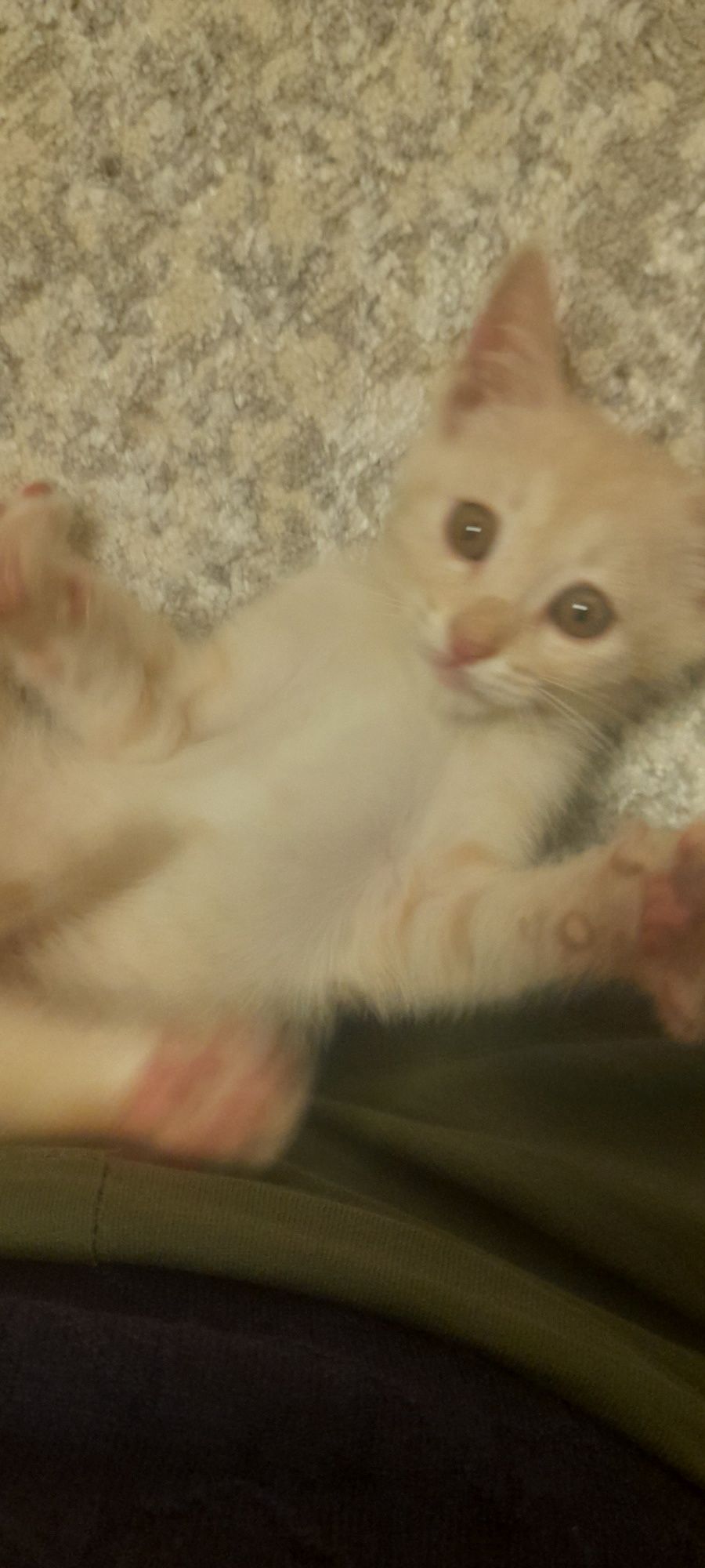 Котенок ишет дом