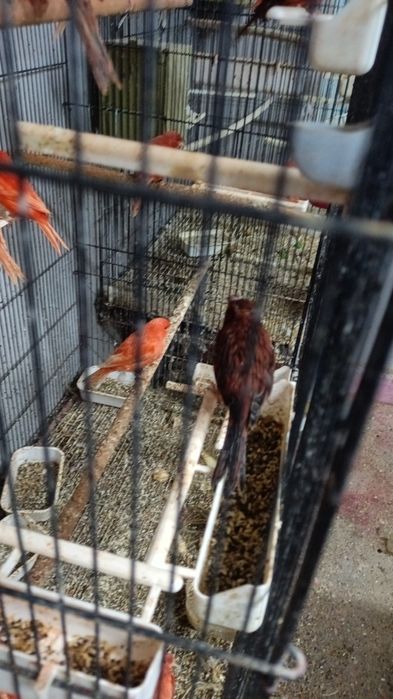 Canari și cănărițe