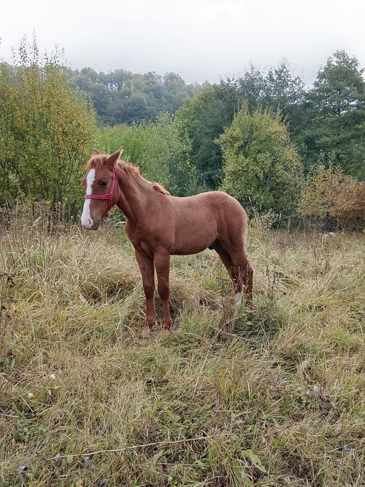 Mânz , vârsta 6 luni