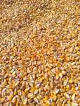 Porumb de vânzare producție  2025