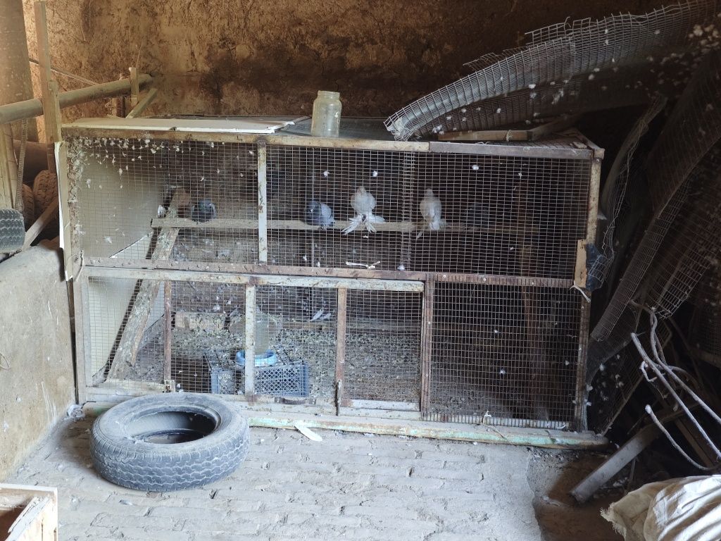 Qafas valer kletka katak in ini kabutar tovuq quyon dakan dakang jo'ja