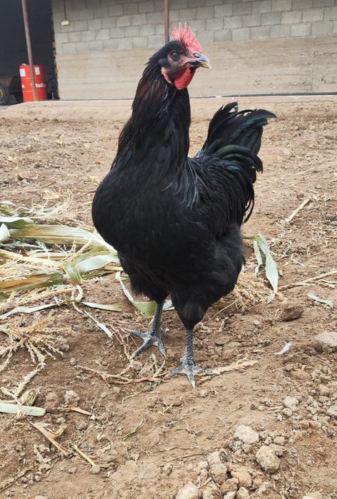 Джерсирский гигант