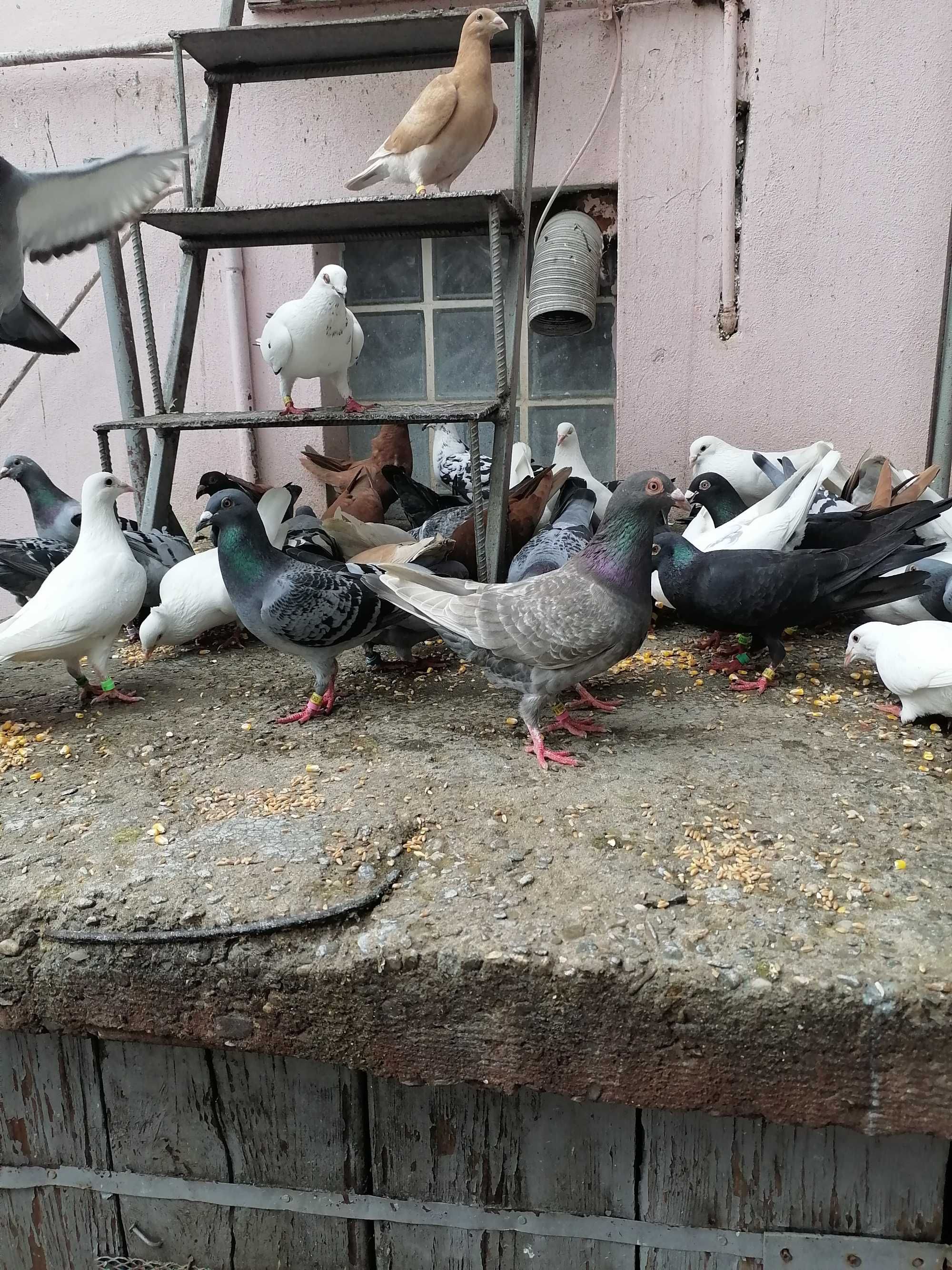 Porumbei, pui și maturi de vânzare