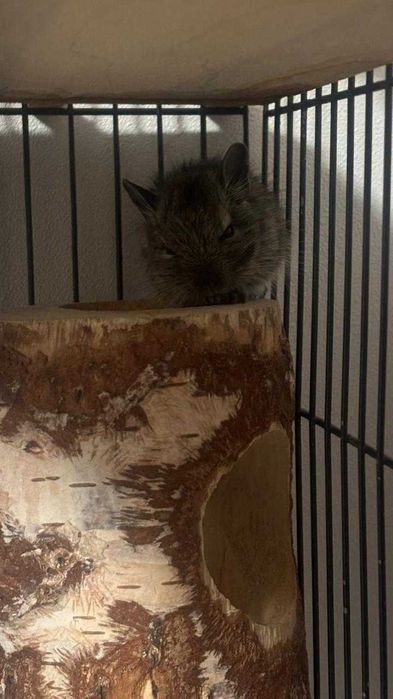 Белки дегу 1 месяц