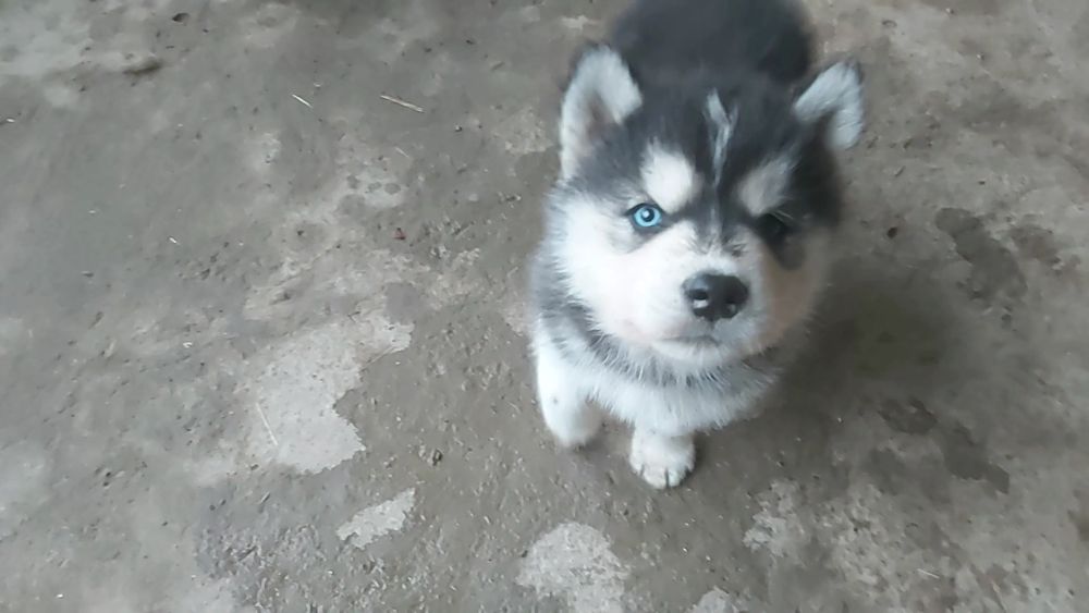 Щенки хаски! Из полной семьи!