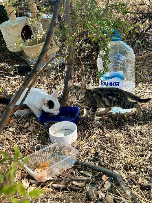 Котенца търсещи дом