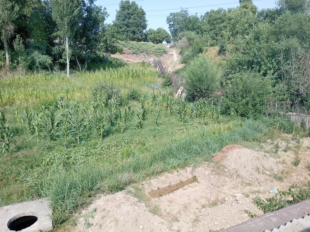 Уй жой общий 24 сотих