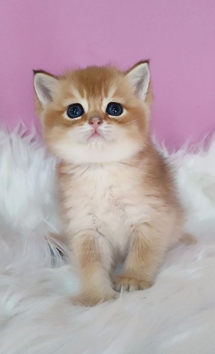 Скотиш страйт золотая  шиншилла текированная девочка