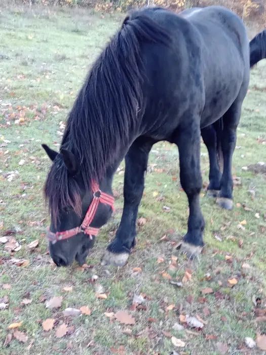 Vând armăsar de 1 an și 10 lunii