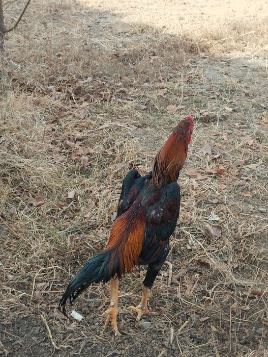 Сатлады срочнааа