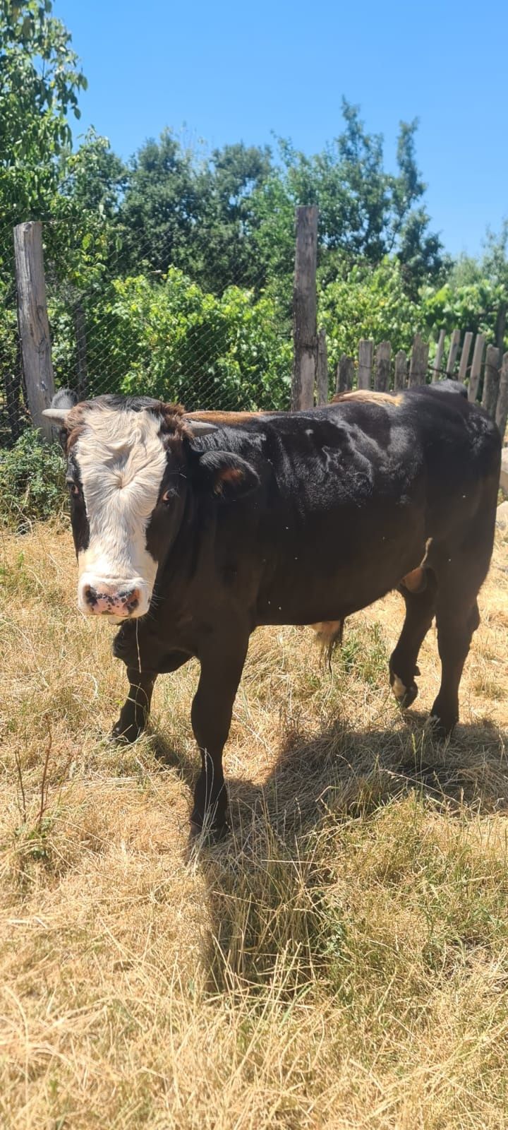Vand vaca si tauras