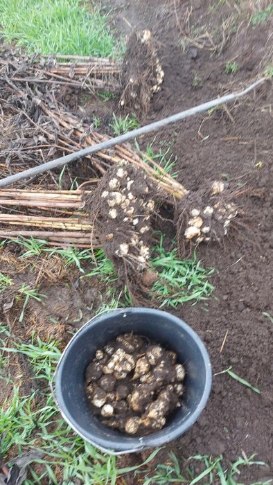 Napi Topinambur Marul de pamant  Anghinare de Ierusalim