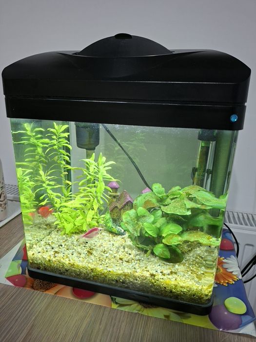 Acvariu 20 litri