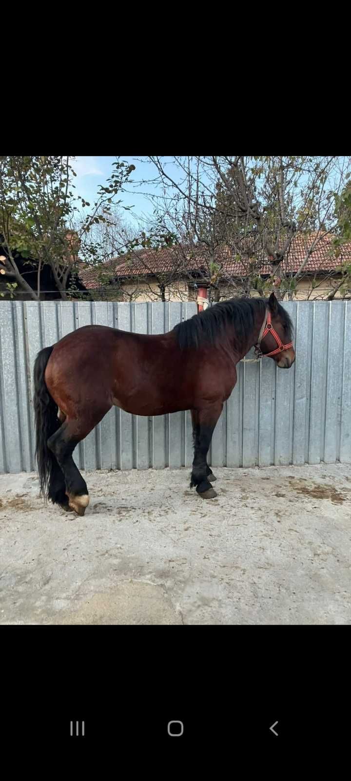 Armasar de vanzare