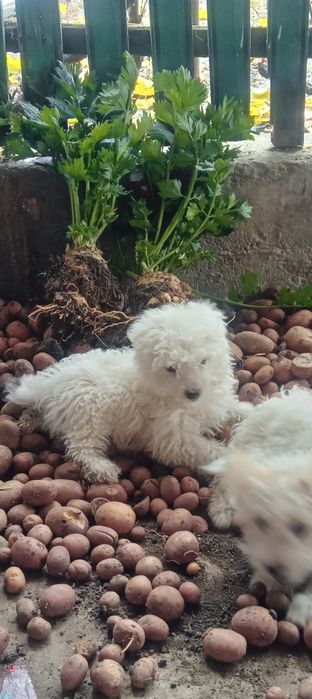 Bichon havanez de vânzare