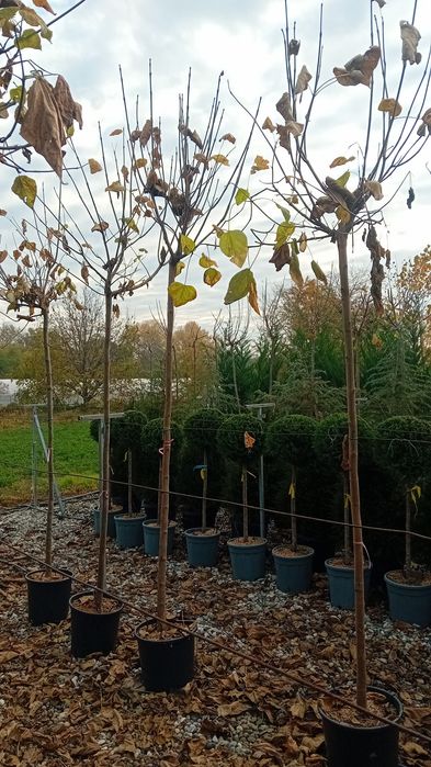 Vând catalpa globulară