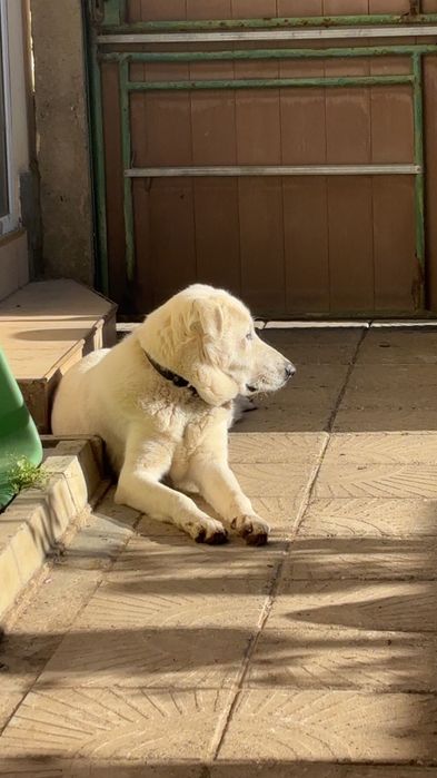 Цезар търси своя дом!