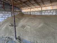 vand orz cantitate mare sau schimb cu porci