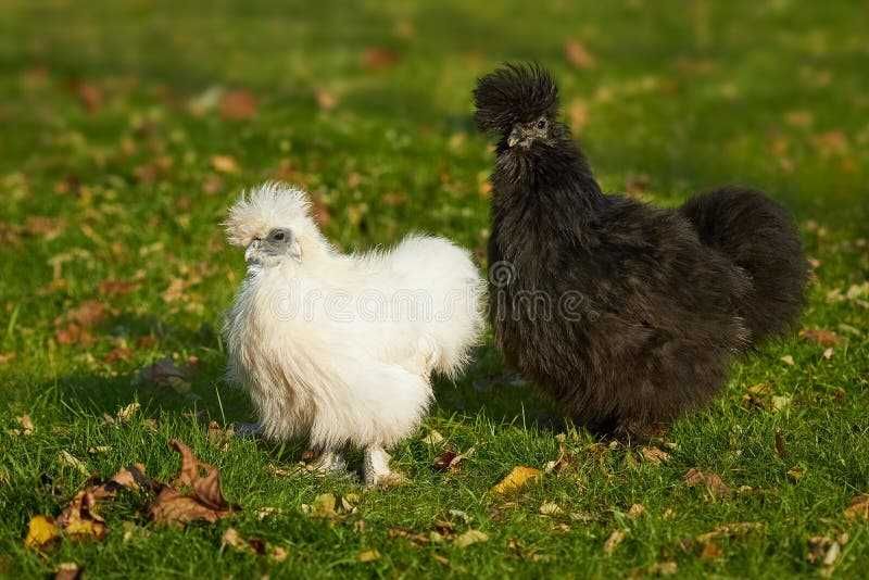 Gaini de matase japoneze Silkie (perechi, pui, oua)