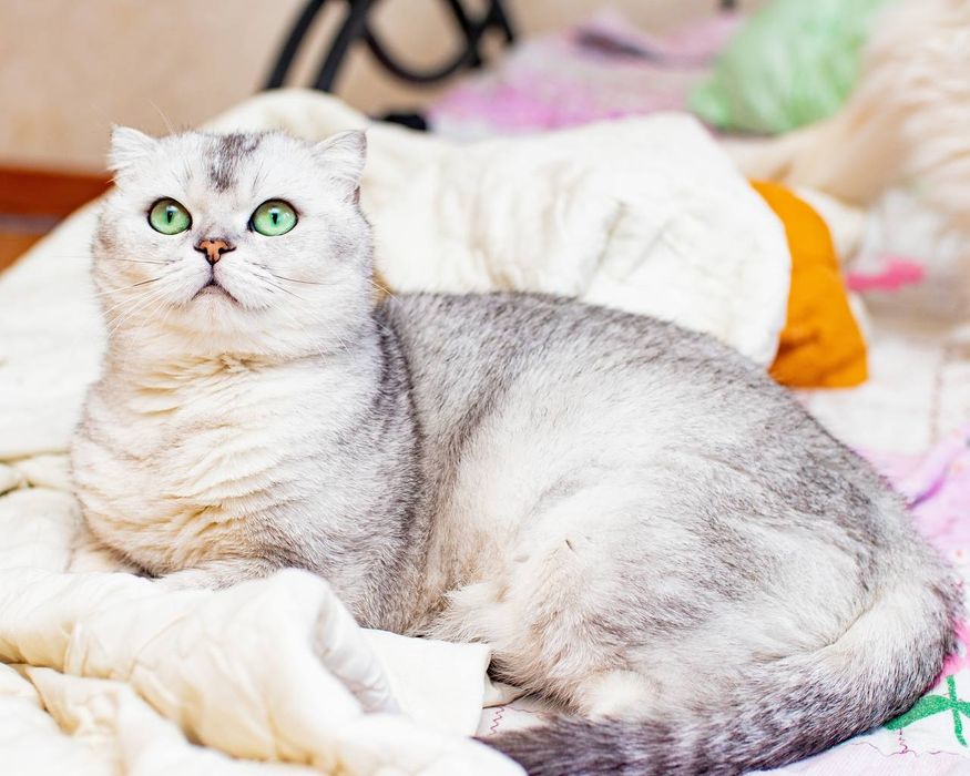 Шикарная шотландская кошка