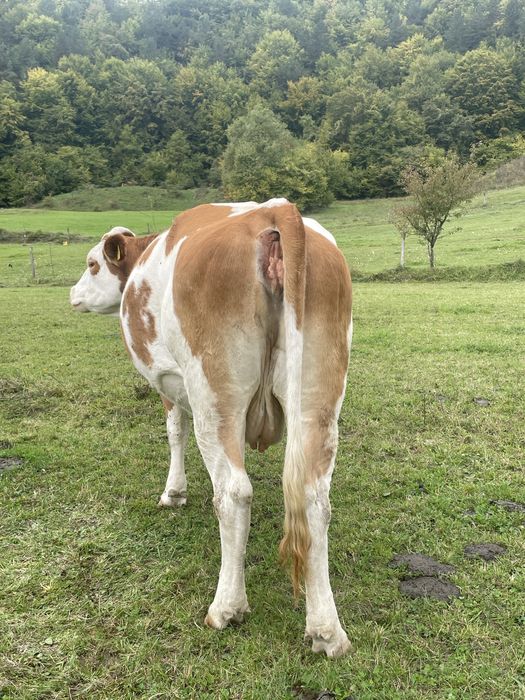 Vând 3 vaci bune de lapte