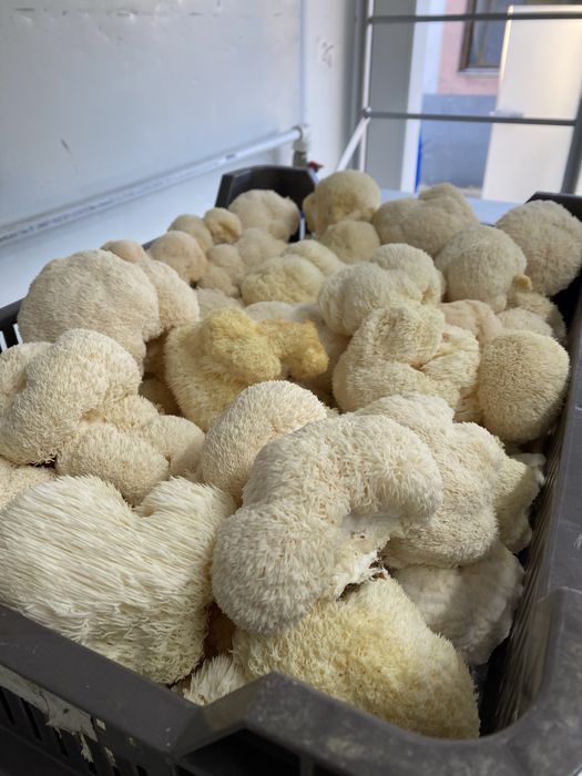 Concentrat din ciuperca Coama leului (Hericium erinaceus)