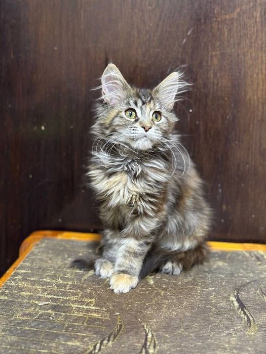 Ласковая девочка Мейнкун