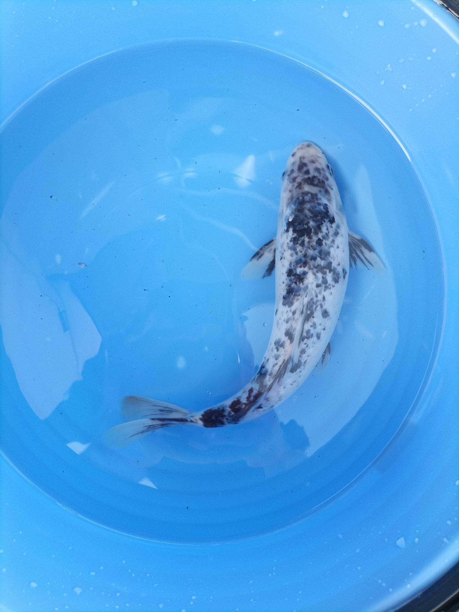 Crapi Koi 30-35cm